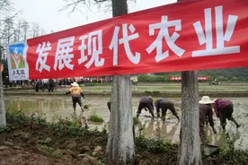 农业补贴那么多，为啥农民更不愿种地了？问题出在5个方面图片