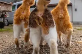 泰国网红摸老虎蛋蛋遭批，还有什么动物遭此“毒手”?图片