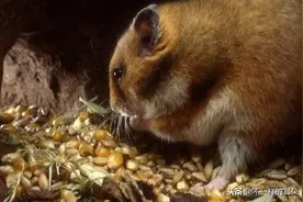 鼠年聊聊鼠图片