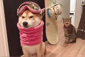 主人在给柴犬试衣服，后面的猫咪竟在偷笑：这位同学请克制一下图片