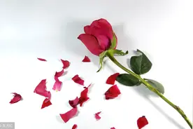 小说：男友攀上我富婆闺蜜火速订婚，不久却解婚约舍弃巨额家产求复合图片