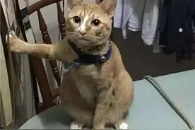 橘猫蹲在椅子上一动不动，男子感到好奇上前一瞧：你也有今天啊图片