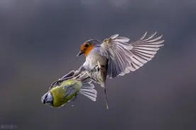 为美食也是拼了！知更鸟与蓝山雀抢食物大打出手图片