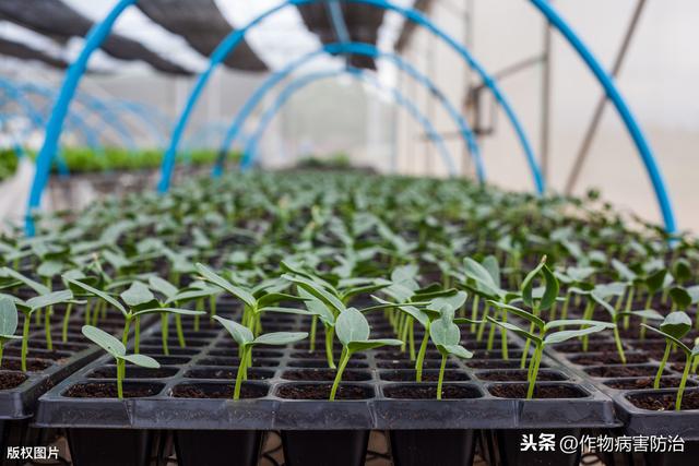 大棚湿度大？这里有办法解决