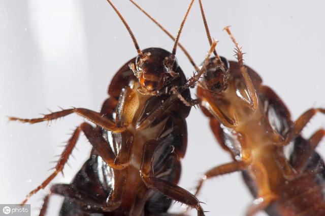 听说烤蟑螂是健康的美味!