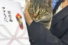 喵星人之光！家猫帮警方救下落水男子，获嘉奖啦图片