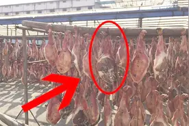 为什么说每10根金华火腿里，会有一条狗腿？这是真的吗？图片