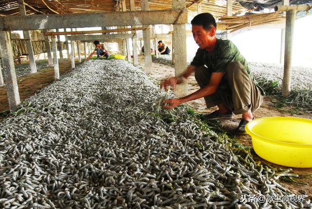 大蚕期管理不当，可使蚕茧产量下降50%以上，8个饲养要领需要掌握