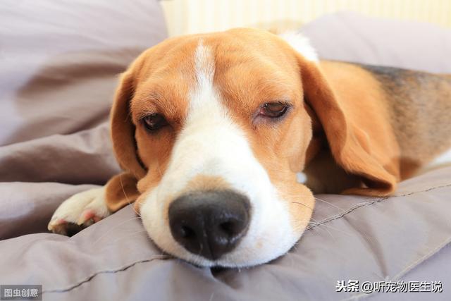 辟谣：营养膏是狗狗每天必需品，兽医：没这些疾病不需要吃营养膏