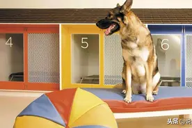 串门宠物狗从高楼窗台坠落，砸伤过路人，谁应负责？图片