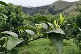 橘农老王泡了几缸花生麸，邻居跑过来就要将其全部掀翻，这是为啥图片