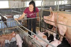 母猪吃南瓜的2大危害，养猪人要重视图片
