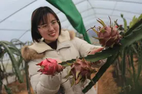 南果北移的火龙果，亩产值高达20万，诱人的亩产值背后是什么？图片