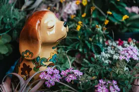 美女樱的栽培技术你知道吗？看完涨知识了，值得收藏图片