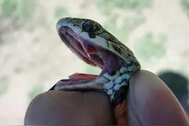 一款看不见毒牙的毒蛇，俗称“野鸡脖子”，曾一度被认为是无毒蛇图片