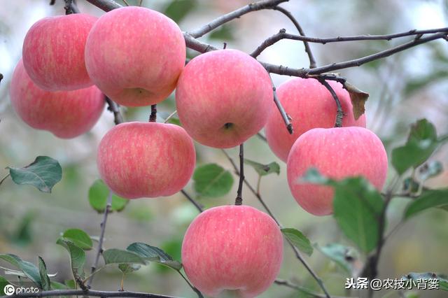 如何提高苹果花芽分化的的数量和质量？这六个技术要点要明确