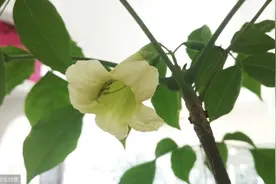 幸福树开花正当时，想让开出幸福花，养护上下功夫图片