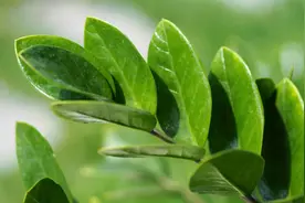 养金钱树做好两件事，一年“撑破盆”，新芽比老叶还多图片