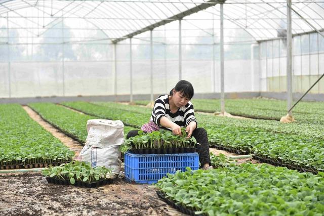 冬春季节如何才能培育壮苗？育苗管理中有哪些注意事项？