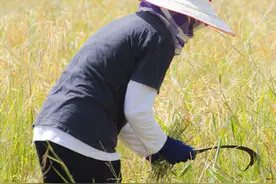 （原创系列）那些渐次丰盈的乡间记忆之九——镰刀图片