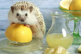 摄影师拍摄呆萌小刺猬趣味生活，“乱入厨房”泡咖啡榨柠檬汁图片