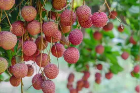 去年地头价跌到1.2元一个，今年卖5元，海南椰子行情为何大涨？图片