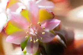 一二三四五六七八九十，奇怪的“数字”花，越养越好看图片