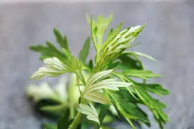 艾是最古老的香材，夏季熏艾振阳气、去湿气、防蚊虫图片