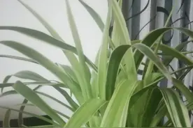 陪一株野草返青图片
