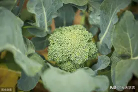 西兰花收货价狂涨4倍！但不要盲目跟风种植，做好品种搭配与管理图片
