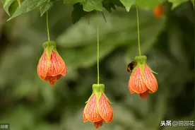 纹瓣悬铃花叶片焦枯、消苞，注意这五个因素的影响，即可叶绿花多图片
