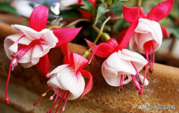 教师节到了！能送给老师的除了鲜花束，还有这几种花