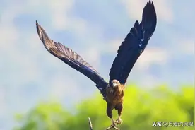 地球上十大凶猛的鹰排名 海东青仅排第四 金雕第一图片