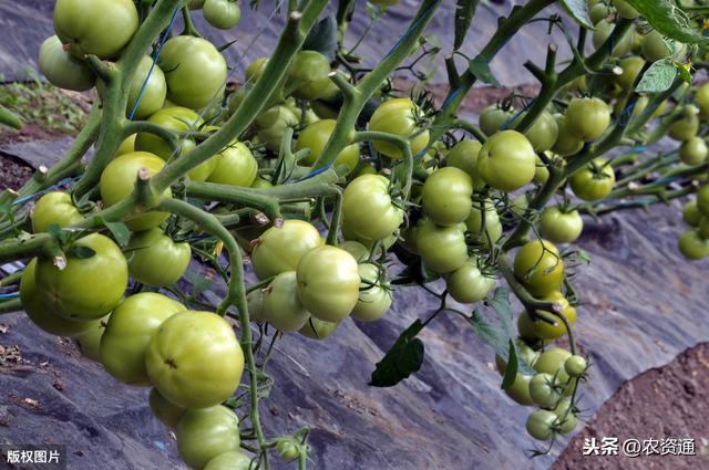 这种肥是水稻高产必备，每亩撒1公斤，抗病虫、抗倒伏，增产21%