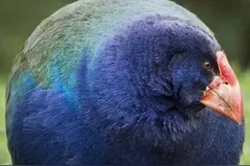 灭绝50年的鸡再次被发现，当地划出保护区，现在已有200多只图片