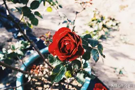 断联半年，再次和好后，我终于明白：失去，比拥有更踏实图片