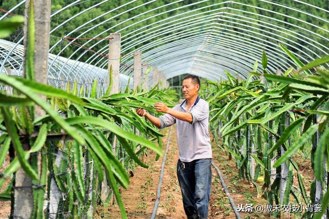 氨基寡糖素使用安全、功能强大、效果好，防治作物病害要巧用