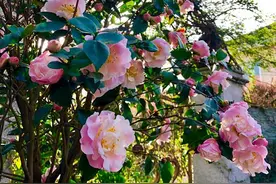 一种以“香”闻名的山茶花，香气冠绝群芳，养护也不难，适合新手图片