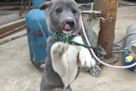 大爷卖了好几只狗崽，唯独1只却怎么都不卖：这是条好狗呀图片