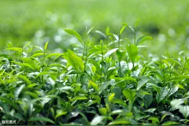 为什么在茶文化源远流长的中国，茶市场却长期“有名无姓”？图片