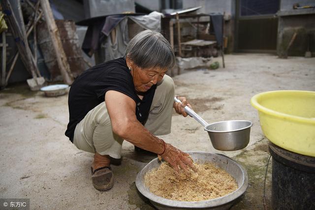 养鸡常用的植物蛋白质饲料有哪些？本文为您介绍7种！