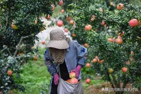 干货！暴雨过后，积水果园救灾技术要点来了图片
