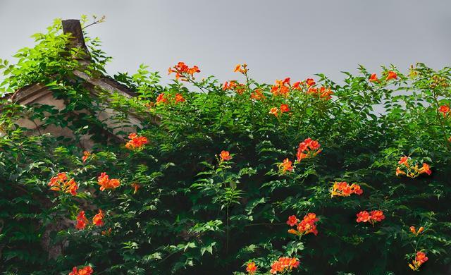 公园篱笆花卉种植方法图-措必培