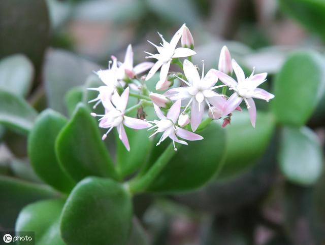 玉树开花正当时,做好5件事,花美叶翠,"颜值"翻倍