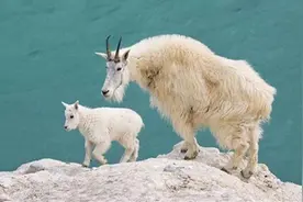 落基山出现雪羊带着幼崽攀岩，不怕零下50℃严寒，就怕狼群围攻图片