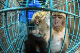 实拍印尼猴子生存窘境，街头被兜售卖艺踩高跷拴锁链尽是心酸图片