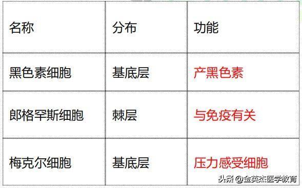 有角化的口腔上皮中无什么层