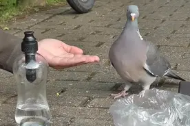 新西兰鸟因“酗酒”走红，每天都喝得酩酊大醉，掉在地上任人捡图片