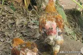 养鸡不重视这一点，鸡体消瘦不长肉，大大提高了养殖成本图片