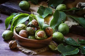 核桃的栽培技术，早实核桃园的设计、土壤改良以及对环境的要求？图片